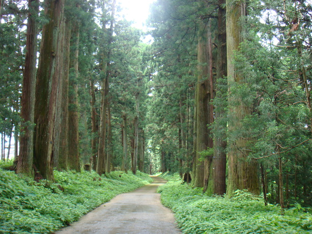 日光杉並木